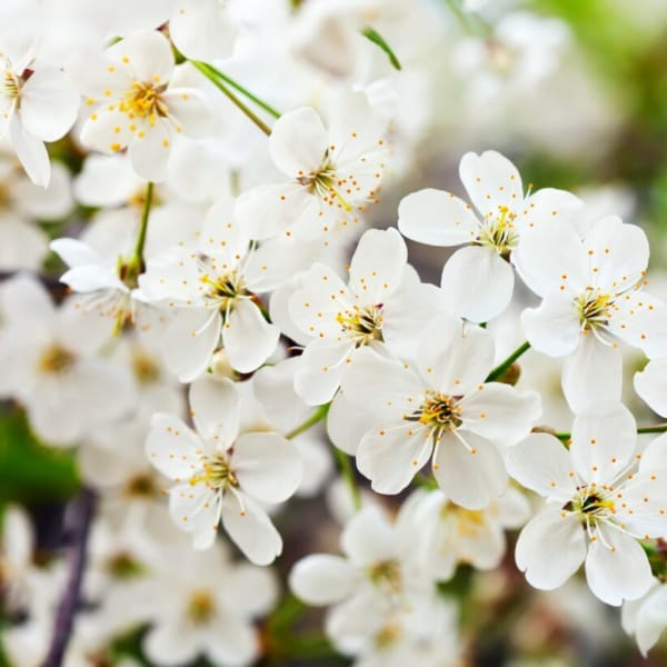 House & Car Spray Jasmine