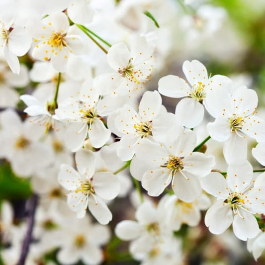 House & Car Spray Jasmine