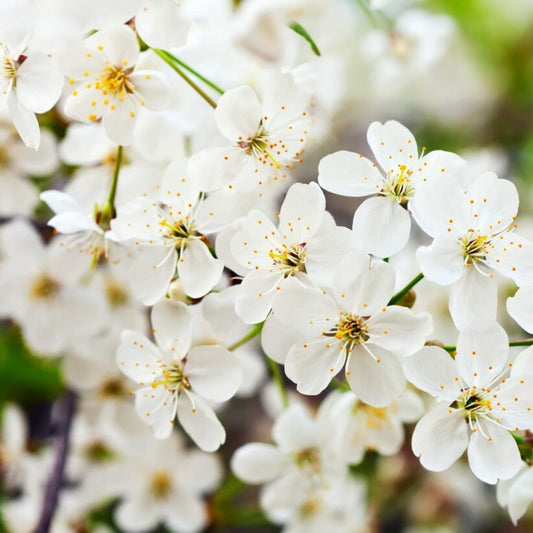 Jasmine Reed Diffuser